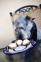 dog eating pupcake